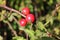 Briar berries growing on branches of a bush