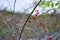 Briar bush with fruits