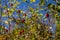 Briar detail with leaves and sky behind-Czech Rep.