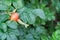 Briar leaves and fruit background. Green bush in summer garden