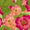 Briar, wild rose,. Seamless pattern texture of pressed dry flowers.