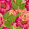 Briar, wild rose,. Seamless pattern texture of pressed dry flowers.