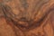 Briar wood texture background detail