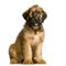 Briard