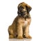 Briard