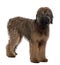 Briard, 6 Months Old, standing