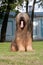 Briard dog