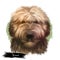 Briard dog breed isolated on white background digital art illustration. Herding dog, originally from France, dog head portrait,