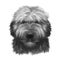 Briard dog breed isolated on white background digital art illustration. Herding dog, originally from France, dog head portrait,