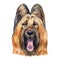 Briard dog breed isolated on white background watercolor art illustration. Herding dog, originally from France, dog head