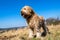 Briard dog with muzzle dirty with clay and grass standing on pasture