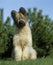 Briard Dog Old Standard Breed with Cut Ears, Adult standing on Grass