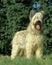 Briard Dog Old Standard Breed with Cut Ears, Adult standing on Grass