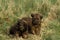 Briard Dog, Puppies standing on Grass