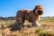 Briard dog with snout dirty with clay and grass on meadow