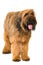 Briard dog standing on white background