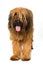 Briard dog standing on white background