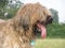 Briard portrait