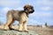 Briard puppy