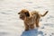 Briard puppy on snow.