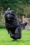 Briard running