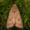 The brick (Agrochola circellaris) moth