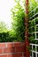 Brick-built wall and wooden fence with leaves of a bush growing through the grid - Green garden