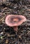 Brick Colored Mushroom