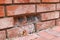 Brick,  defectived,cracked in brickwork. Destruction of red bricks due to improper firing. Concept of material selection for the c