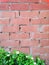 Brick old wall with cement with green plants and white flowers background