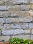 Brick old wall with cement with green plants and white flowers background