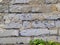 Brick old wall with cement with green plants and white flowers background