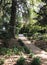 A Brick Path between the Towering Trees