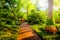 Brick path through a woodland garden at John Hopkins University