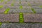 Brick pathway with green moss