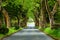 Brick road through beautiful forest, Sao Miguel island, Azores,