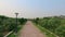 Brick road footpath along the garden trees on a public park- natural landscape background in sunset summer. Eco tourism park