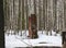 Brick ruins, remains of abandoned building, crumbling red brick walls in depths of the winter forest