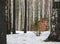 Brick ruins, remains of abandoned building, crumbling red brick walls in depths of the winter forest