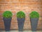 Brick wall in the background, decorated with plants vases