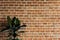 Brick wall background plant isolated