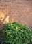 Brick, wall and bush of flower in nature, outside and block with concrete for home build. Masonry, brickwork and weather