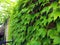 Brick wall, with climbing plants of ornamental grapes, castle railing, sandstone, masonry, cement joints