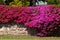 Brick wall covered with a bougainvillea flower