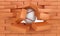 Brick wall destroying with baseball ball, sports