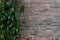 Brick wall and a drying green plant. Street decor of the building. Antique masonry brown. The architecture of the city