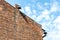 Brick wall gable with old drainpipe and lantern on chimney again