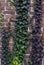 Brick wall greenery growth bunch street grass leaf violet purple