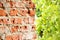 Brick wall with half blurred leaves