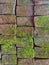 Brick wall with moss growing out of it, close up